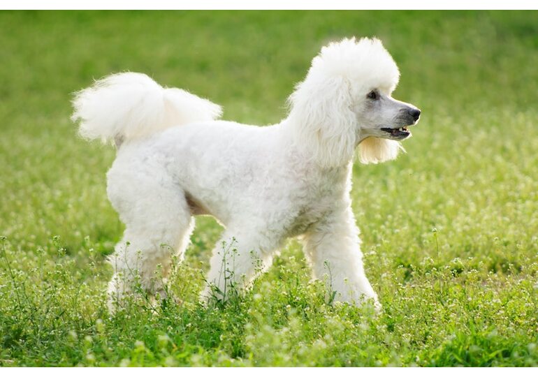 Curly-Coated Dogs